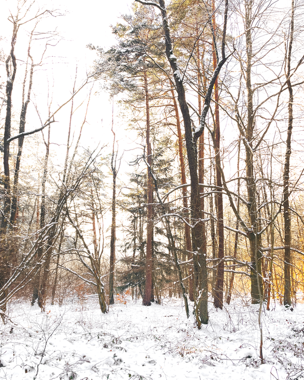 Morning in the woods