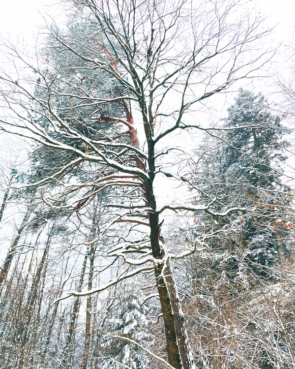 The Forest Giant