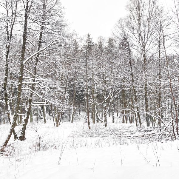Enchanting forest corners I