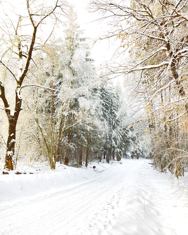 Forest path V