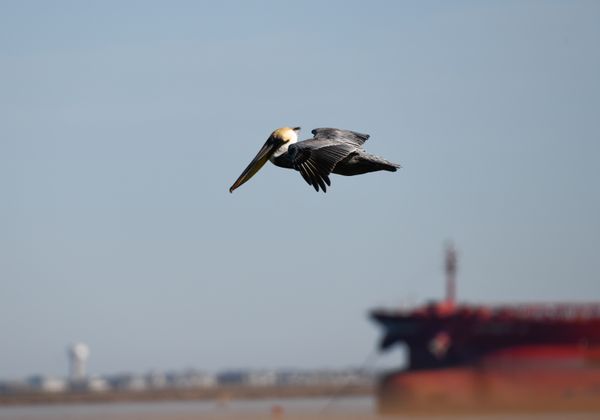Pelican over bow