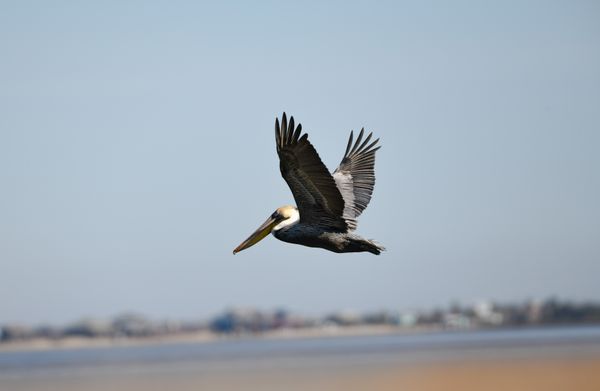 Pelican in flight