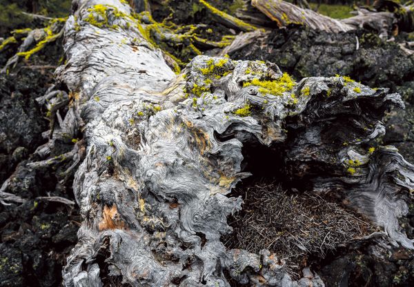 Lava Forest II 2016