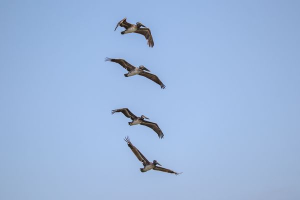 Pelican Pelican Pelican Pelican