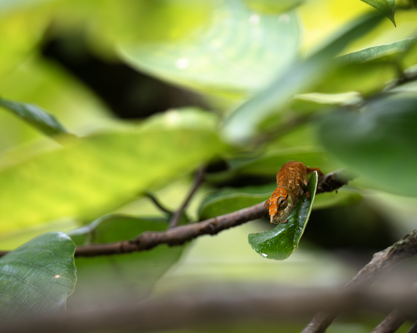 Ranomafana Nosed Chameleon