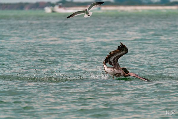 Precision Dive: Brown Pelican Hunts for Baitfish