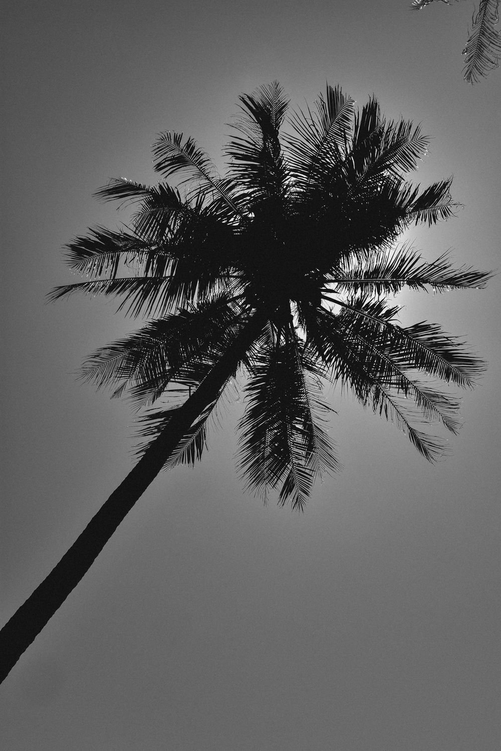 Whispers of the Tropics