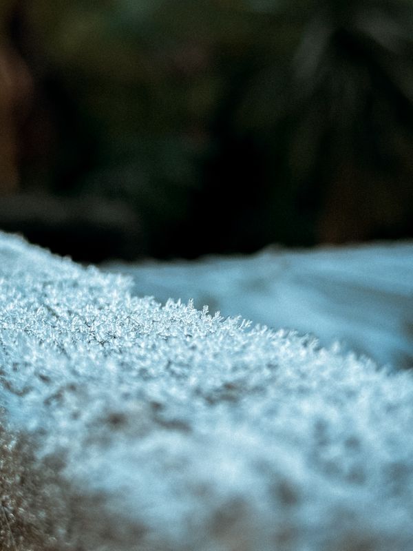 Frost in the Morning Light