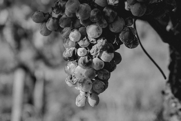 Botrytis at Work: The Magic Behind Sauternes