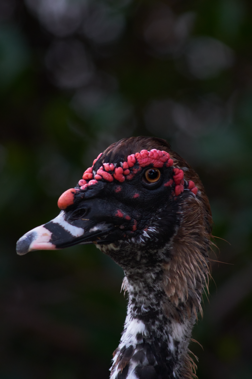 Ugly Duckling