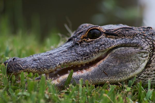 Alligator