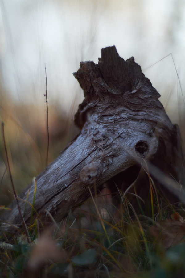 Log