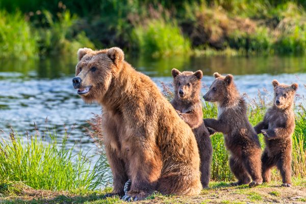 Mama Bear & Co
