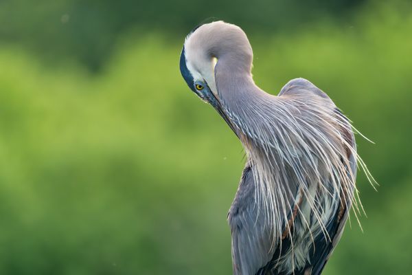 Great Blue Heron