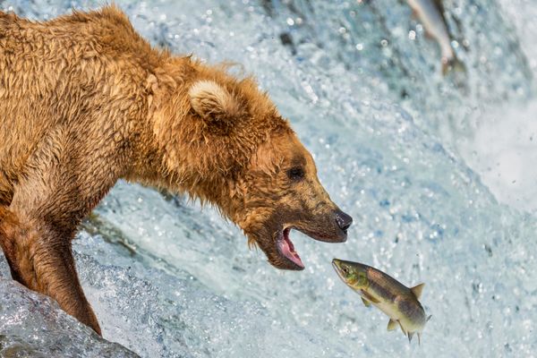 Brown Bear Catching Salmon