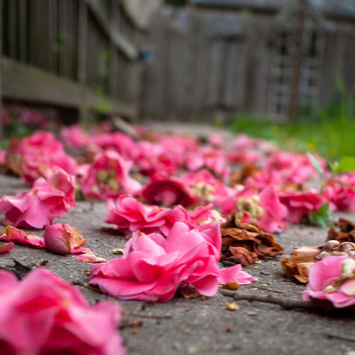 flowers on the gfround