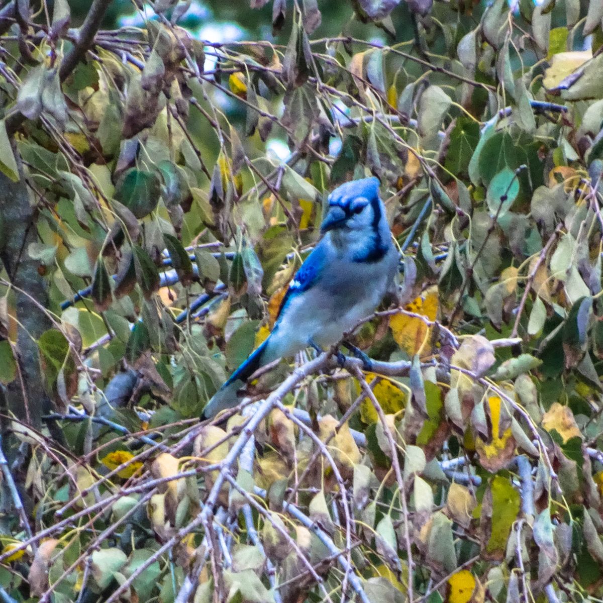 blue jay