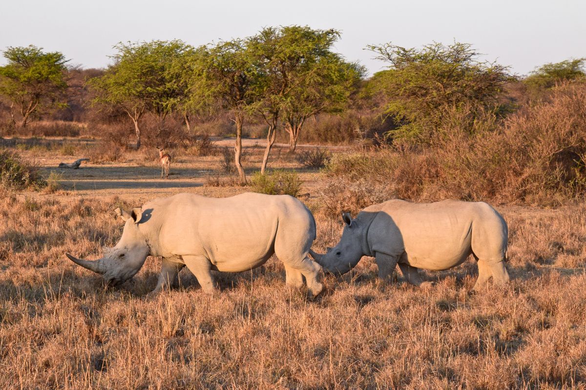 Maun, Botswana