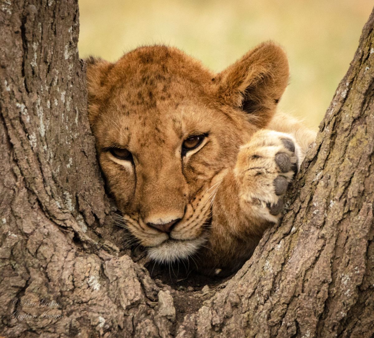 Lion Cub Napping in Tree-0190