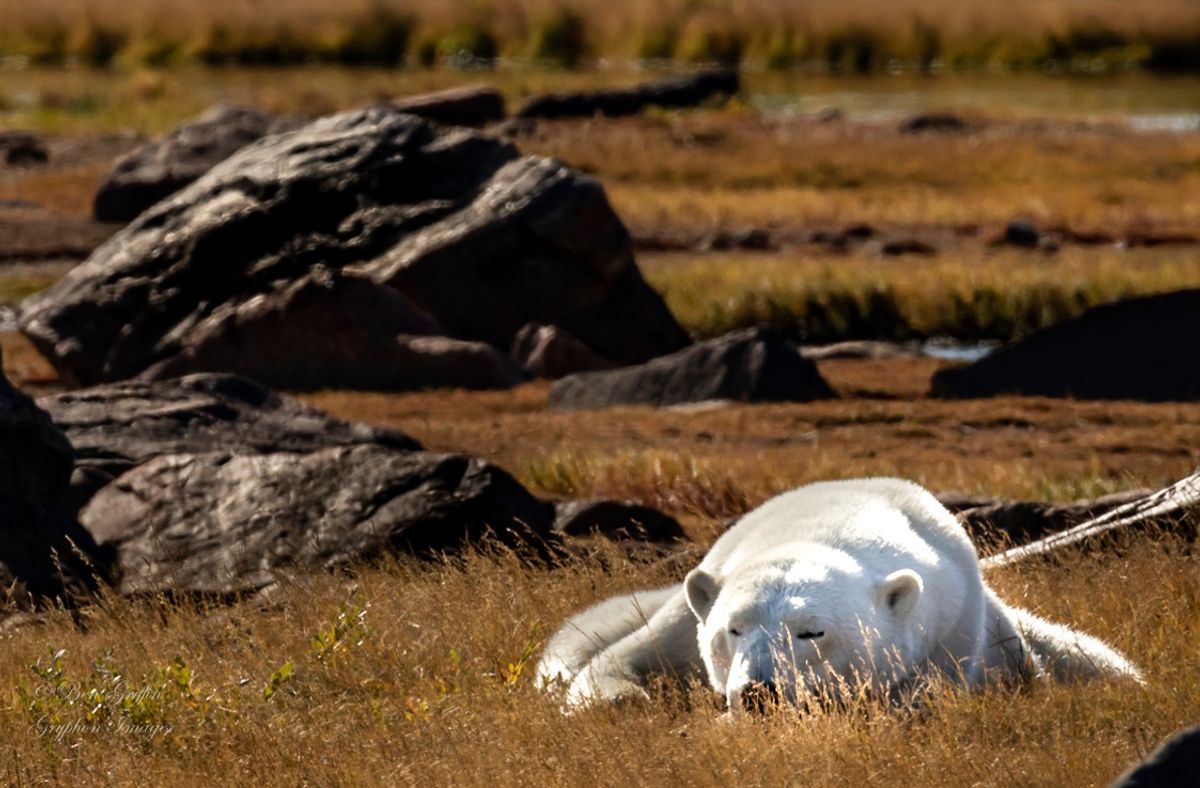 IMG_0824 Let Sleeping Bears Lay