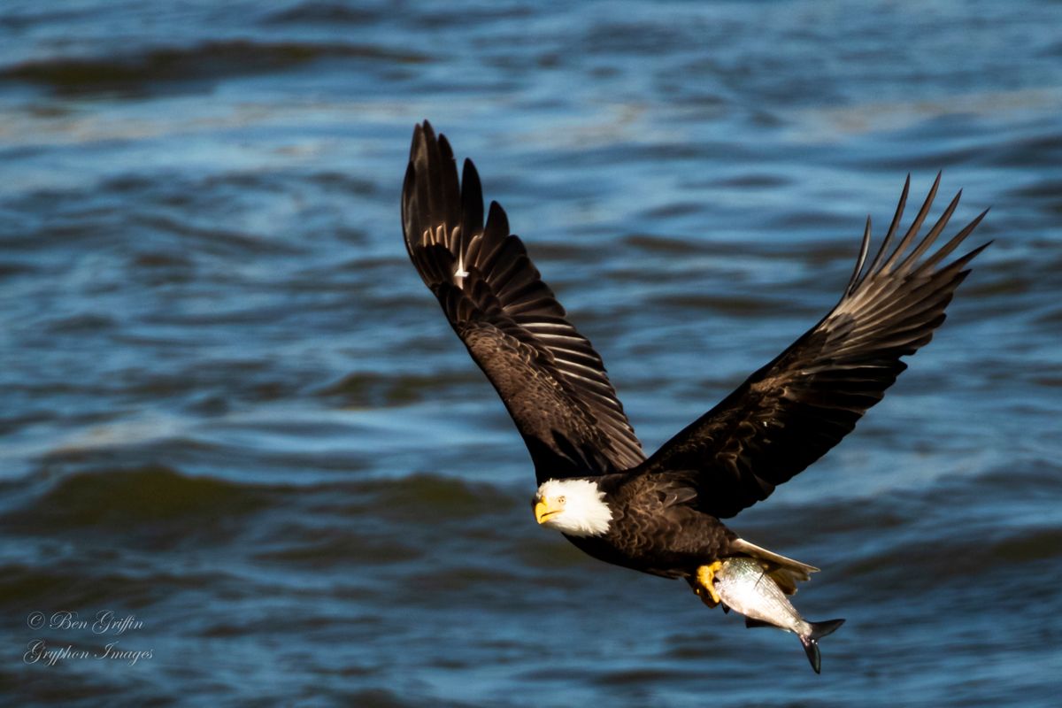 Eagles at Conowingo Dam