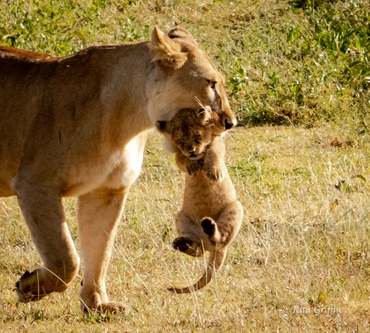 Lioness with Cub in Mouth-1 Ndutu Area Rita-7077