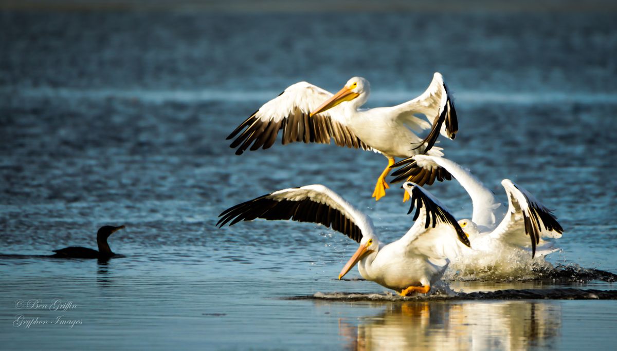 White Pelicans and Other Birds