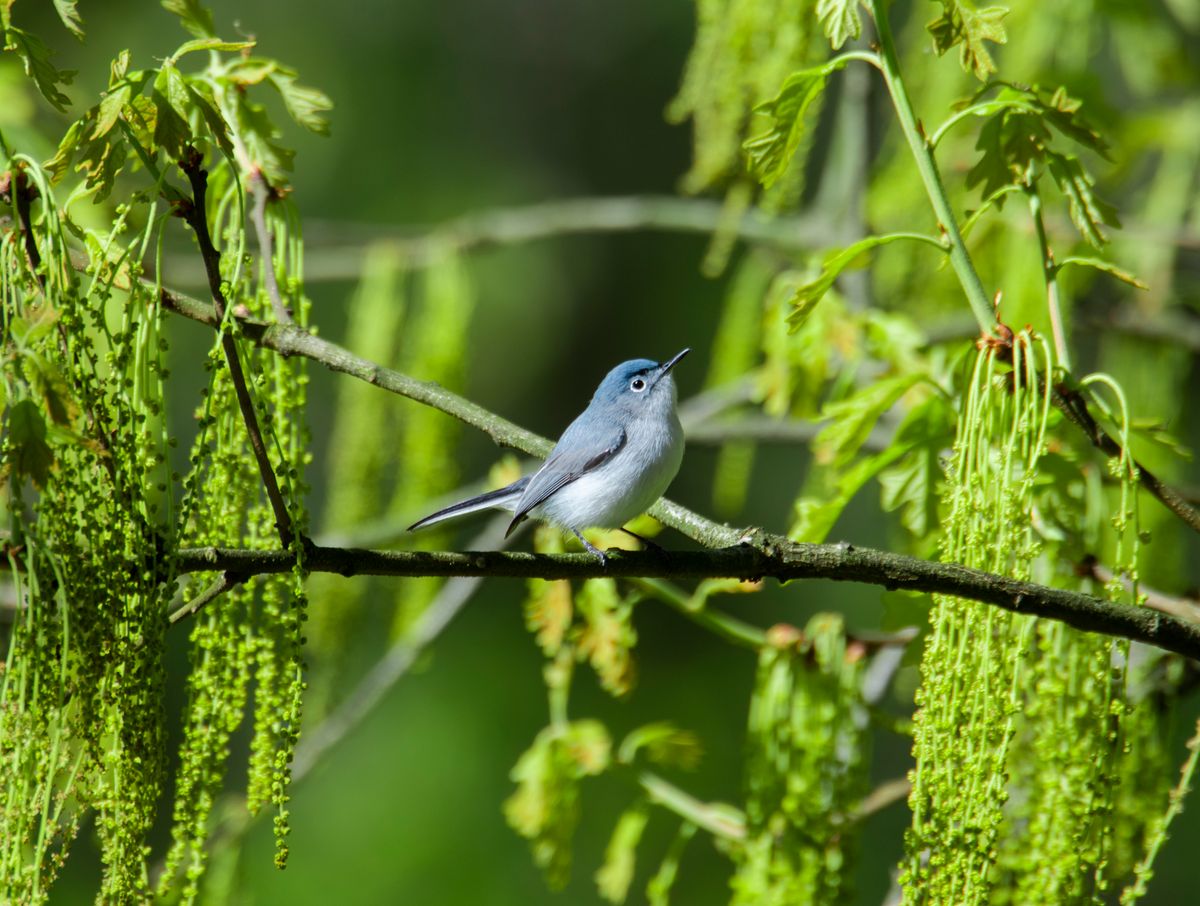 Blue-grey Gnatcatcher
