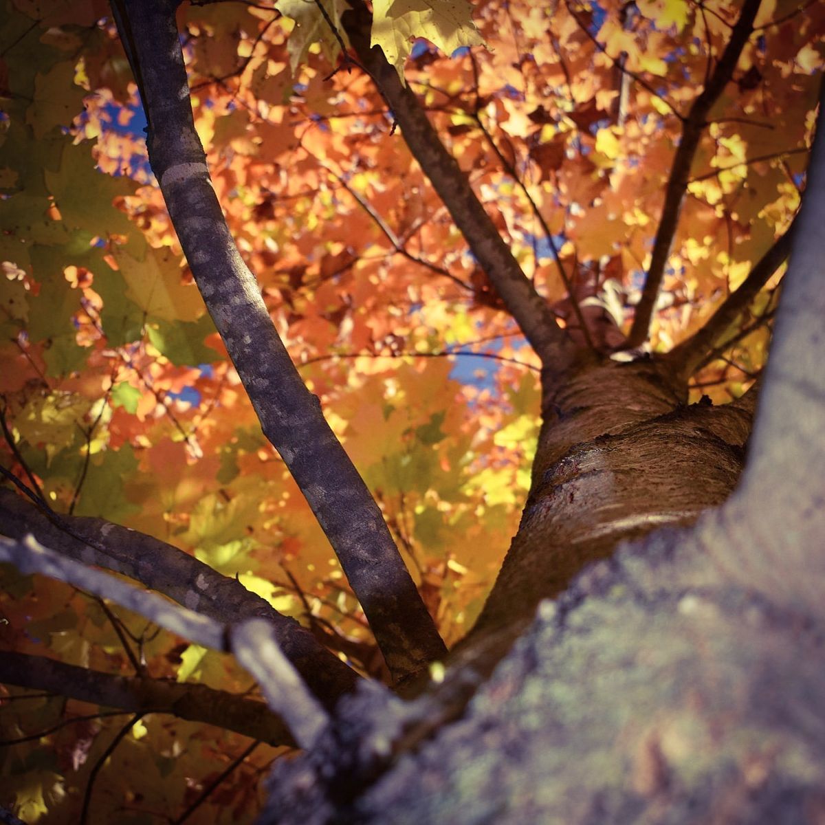 Autumn Stained Glass