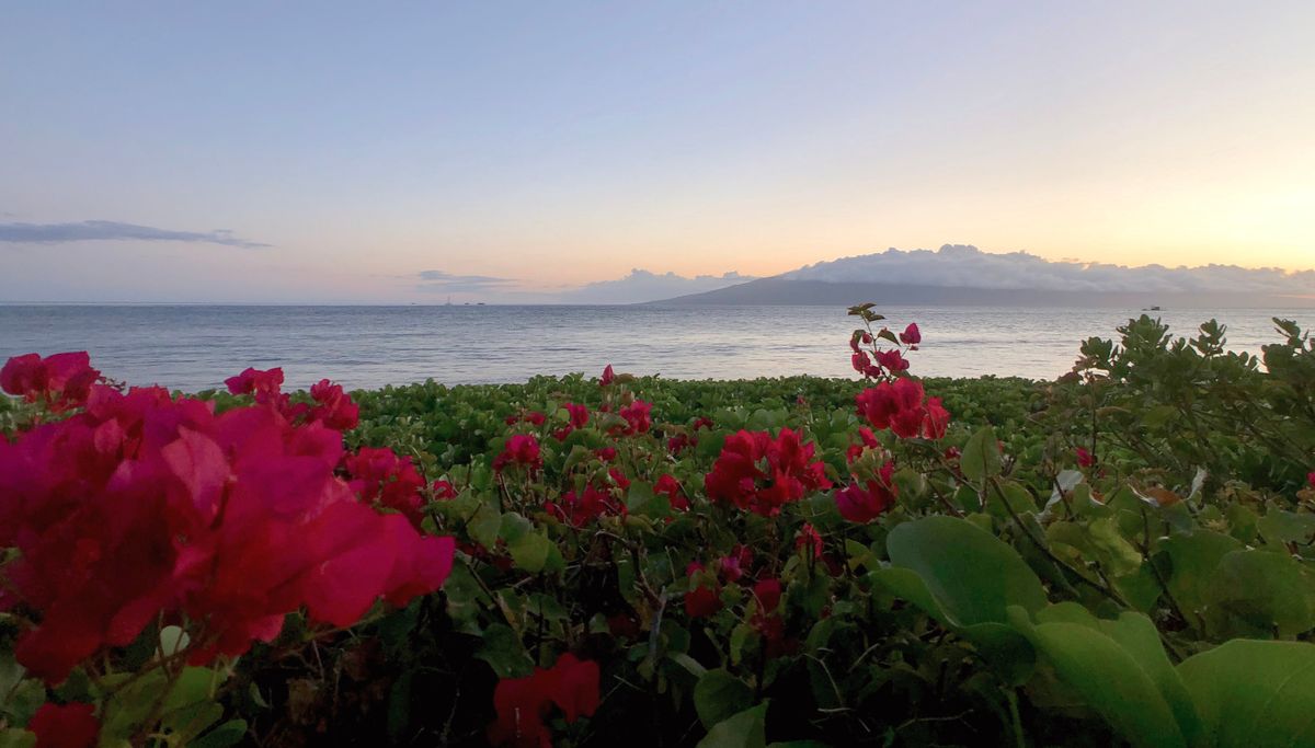 Flowering Field Sunset