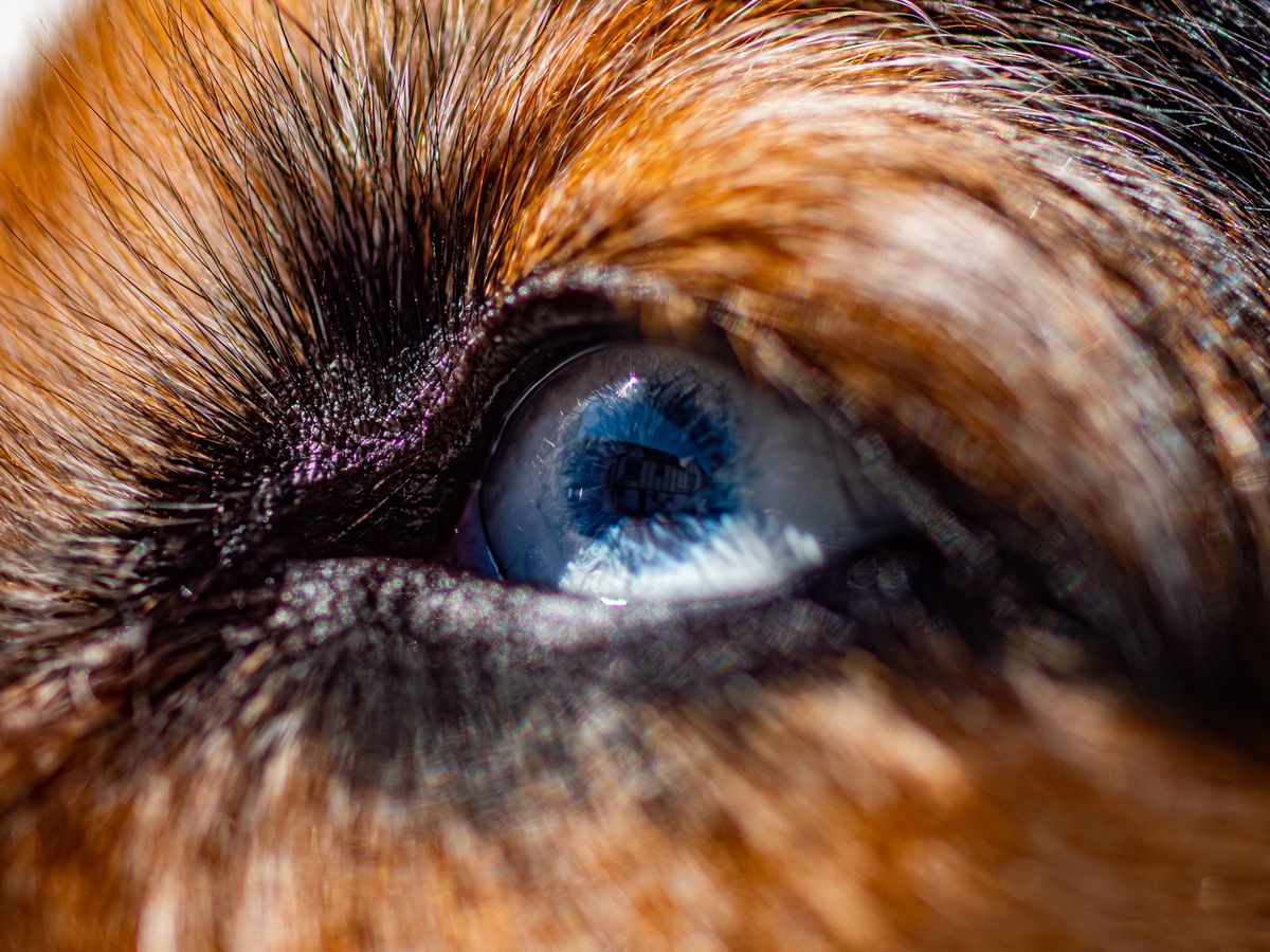 At Home In His Eye