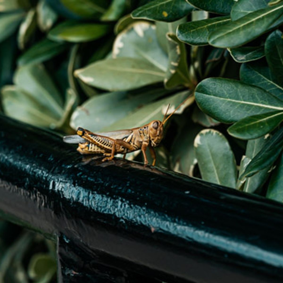 Young Grasshopper