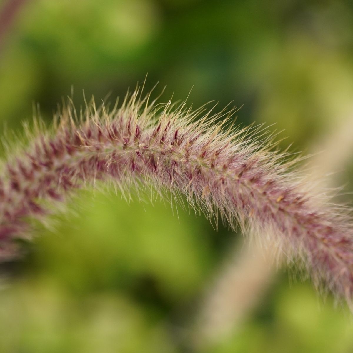 Hair of the Plant