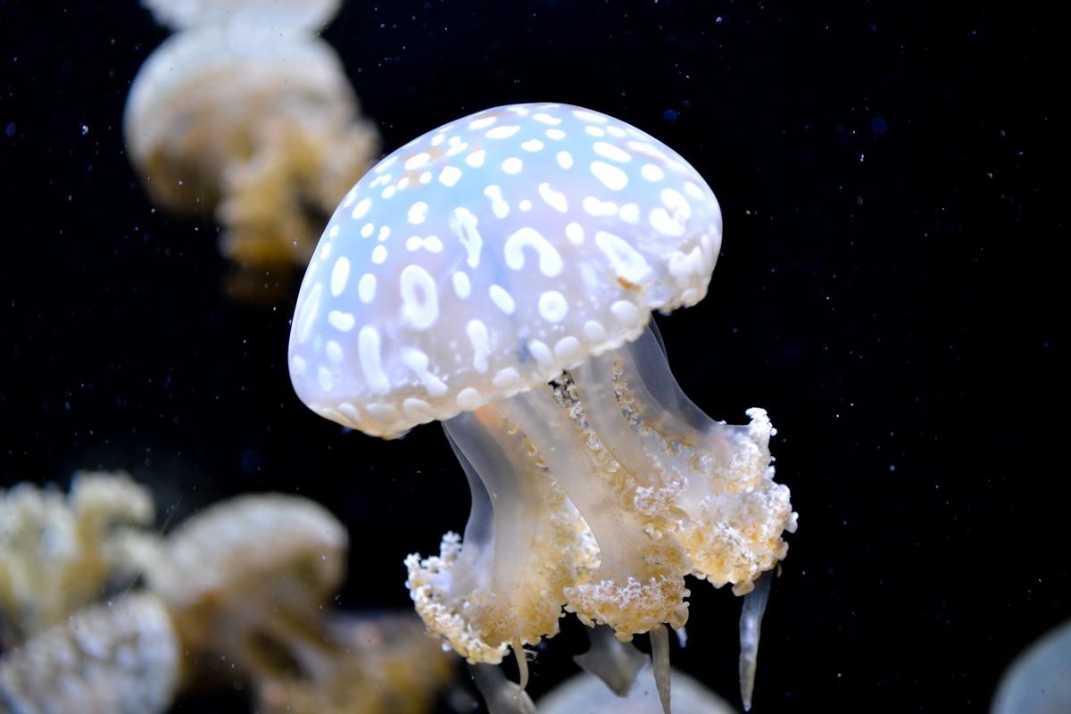 Not a Fungus